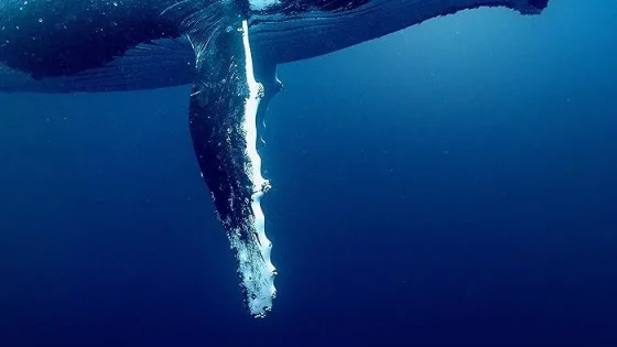 اتفرج علي فيلم Ocean with David Attenborough 2025 مترجم