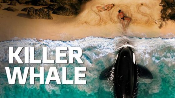 اتفرج علي فيلم Killer Whale 2026 مترجم